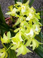 Cymbidium Hybride Tiny Green-Yellow-White Orchidee