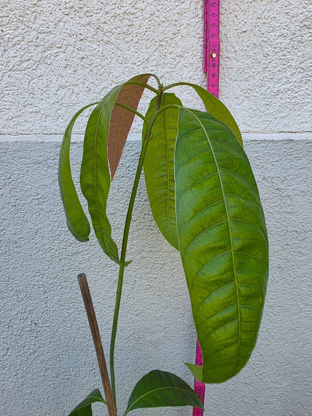 Piante & sementi: Mango Baum Sämling – Nuovo (secondo la descrizione) da Thalheim venduto da silvara01 4