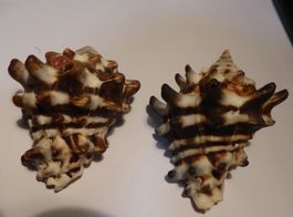 2 -VASUM TURBINELLUS, LANGE STACHELN, MEERESWASSER-MUSCHELN