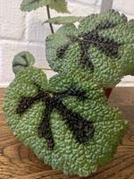🪴✨Begonia masoniana✨🪴