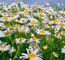 50 SAMEN Gänseblümchen GRAINES SEMI SEEDS СЕМЯН