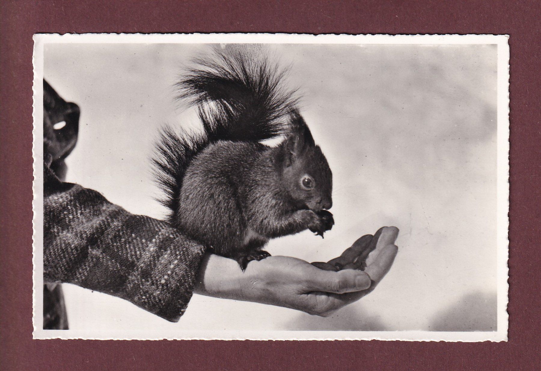 Cartoline postali: DAVOS - Höhenpromenade - Eichhörnchen - 1954 – Usato da Pully venduto da nicecards