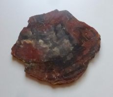 Sammlerstück ++ Steinscheibe von Petrified Wood aus Arizona
