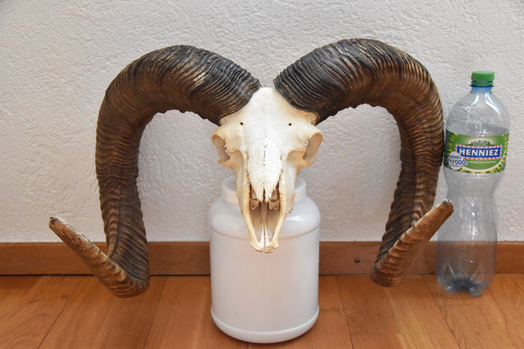 Il mondo degli animali: Crane de Mouflon médaillé d'Or 93/92cm – Nuovo (secondo la descrizione) da Vaulion venduto da sambigben 7