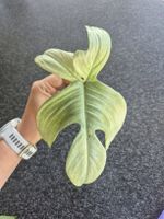 Philodendron Florida Ghost Steckling
