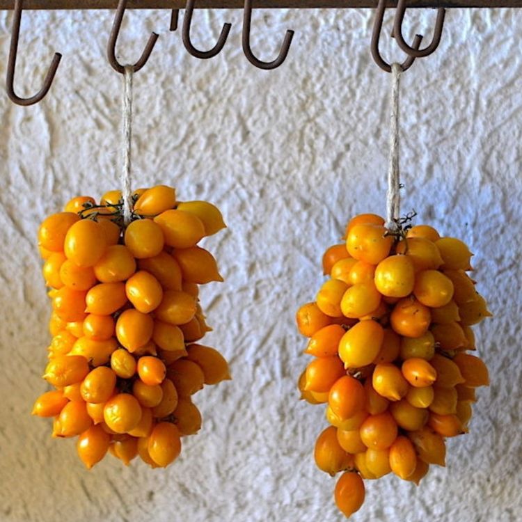 50 Samen Piennolo Del Vesuvio Tomate - Seltene Vesuv-Tomate Für Garten & Balkon