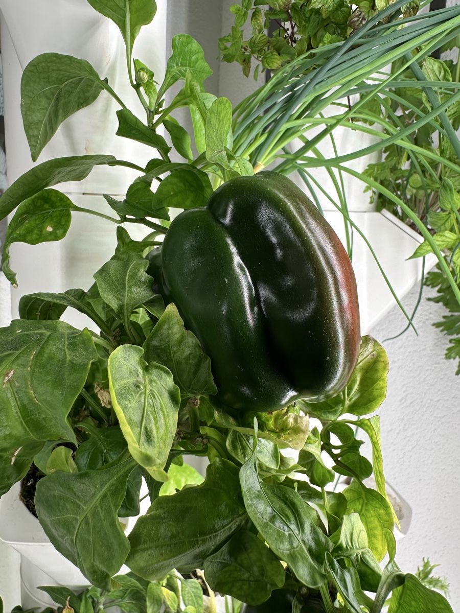 Sonstiges: 1 Everleaf Garden das Original – Gebraucht aus Sisikon von Folamis 2
