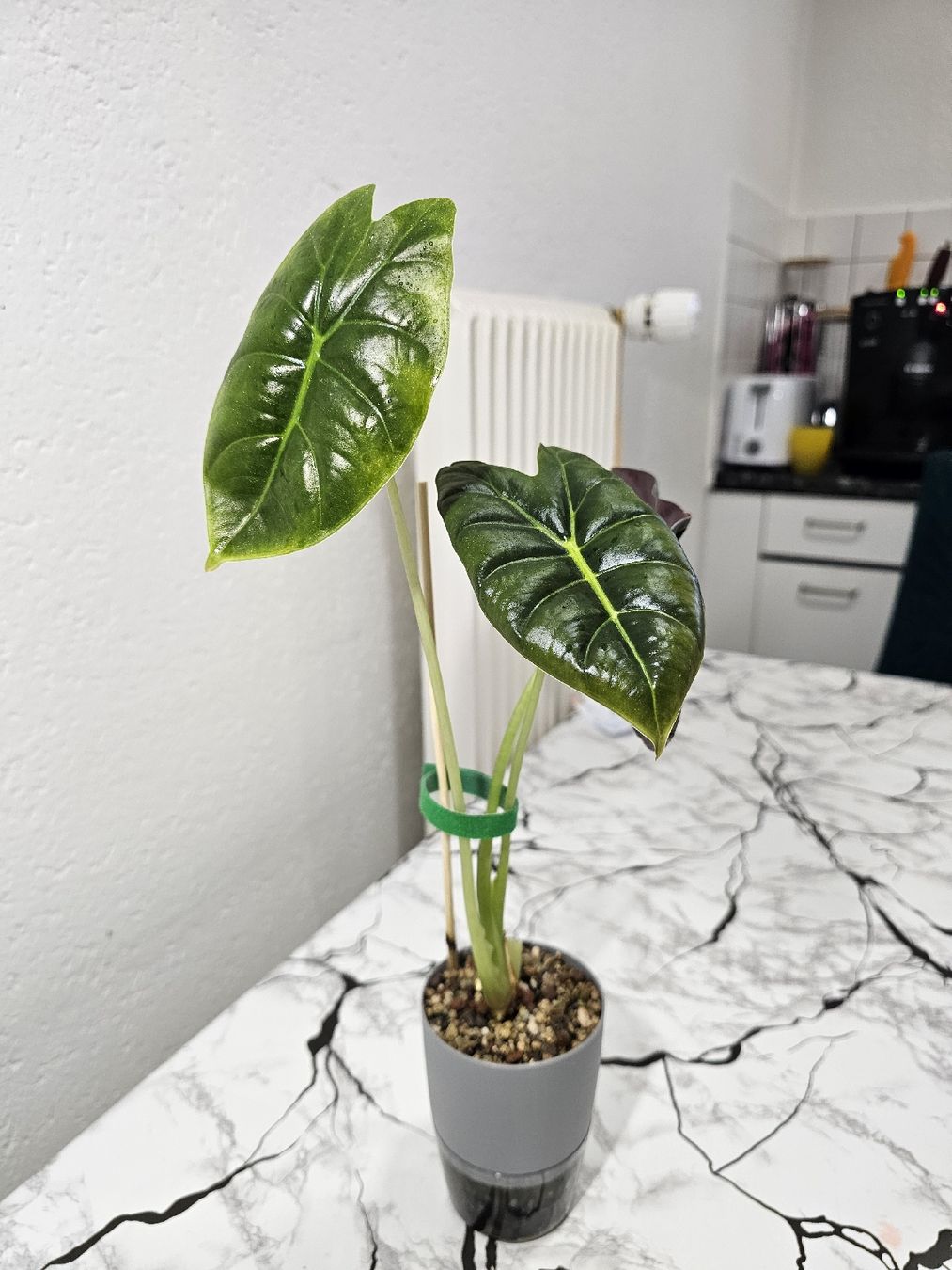 Pflanzen & Samen: Alocasia Golden Bone – Neu (gemäss Beschreibung) aus Utzenstorf von Dac_mk 2