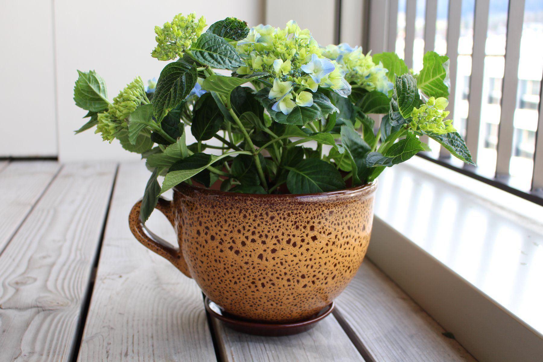 Vasi per fiori: Blumentopf/Pflanzentopf/Tontopf "Tasse" – Nuovo e nell'imballaggio originale da Zürich venduto da StellaKar 3
