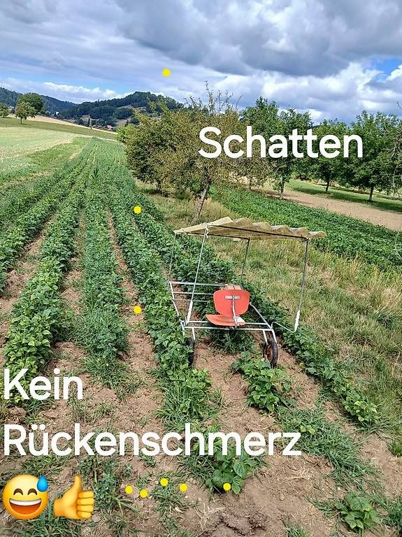 Lebensmittel & Spezialitäten: Bohnen zum Selberpflücken – Gebraucht aus Grosswangen von sugus012 1