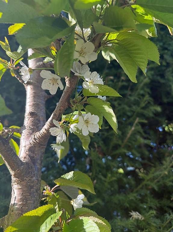 Piante & sementi: Säulenkirsche Garden Bing; Säulenobstbaum – Usato da Berg TG venduto da dar_9rc5