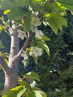 Säulenkirsche Garden Bing; Säulenobstbaum