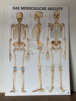 Rüdiger Anatomie Tafel: Das Menschliche Skelett