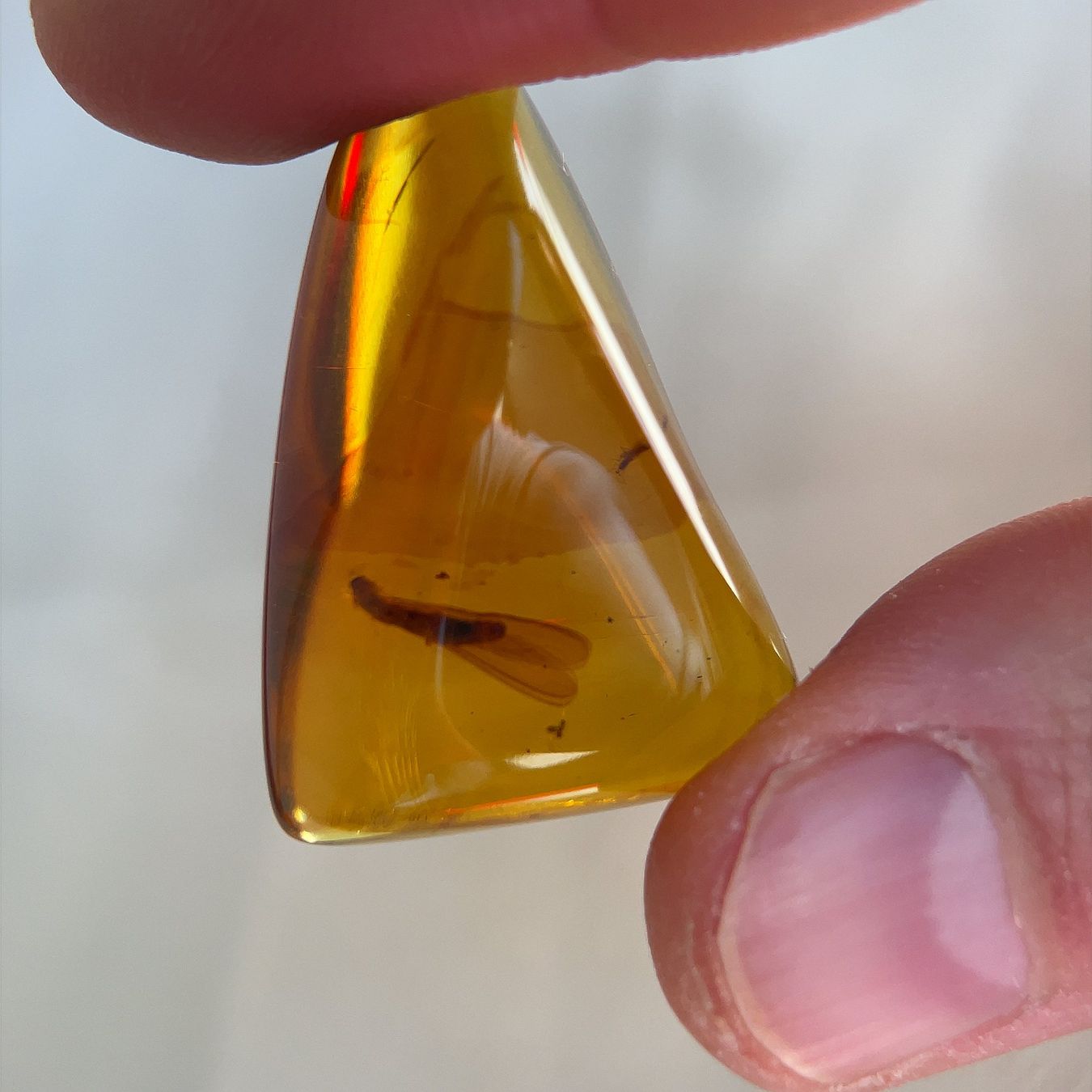Pietre preziose: Amber with Insect Inclusion (Mexico) – Nuovo (secondo la descrizione) da Zürich venduto da fair-gems 1