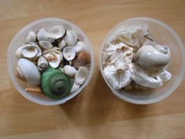 Basteln Muscheln und Schnecken 2 Kilo