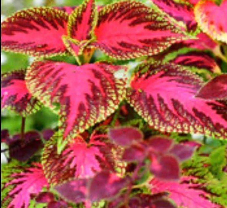 Plantes & graines: 50 SAMEN  VON “RAINBOW COLEUS MIX” – Neuf avec emballage d'origine à Rovio par POSITIFFARTandPLANTS 2