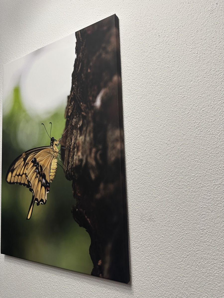 Foto & Immagini: Schmetterling Leinwandbild 70x50cm – Nuovo e nell'imballaggio originale da Aarburg venduto da Tonija 2