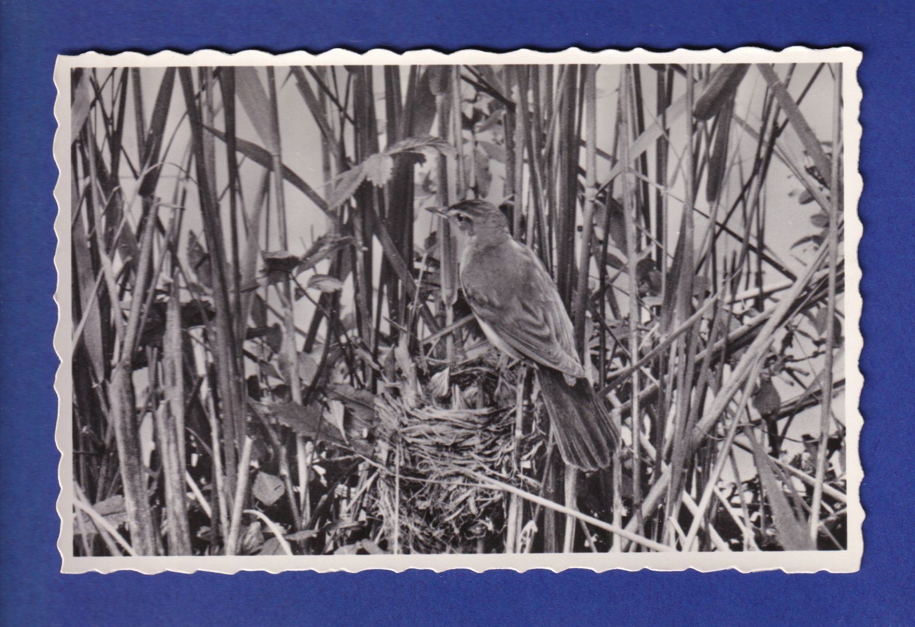 Cartes postales: OISEAU – D'occasion à Pully par nicecards-shop