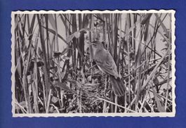 OISEAU