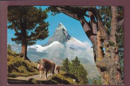 MATTERHORN - CERVIN - Vaches