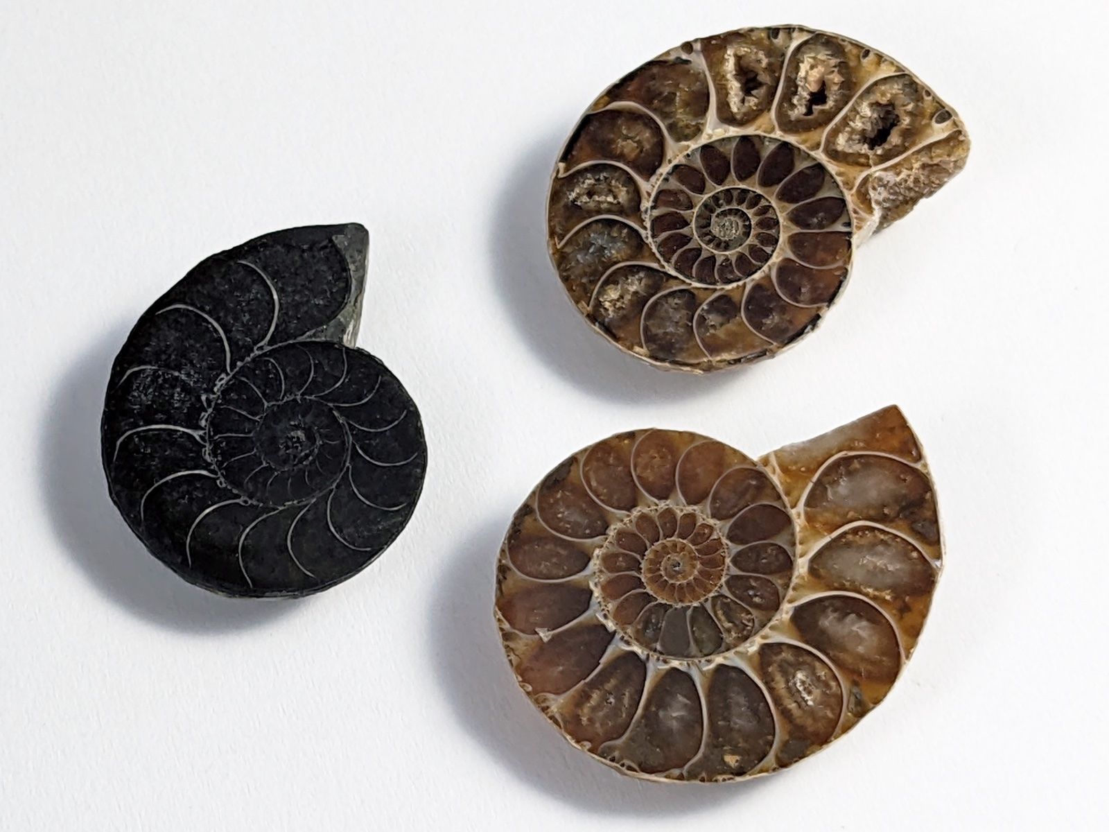 Fossili: Ammonit Fossil 3Stk. 25 bis 28mm – Nuovo e nell'imballaggio originale da Meilen venduto da StoneGarden
