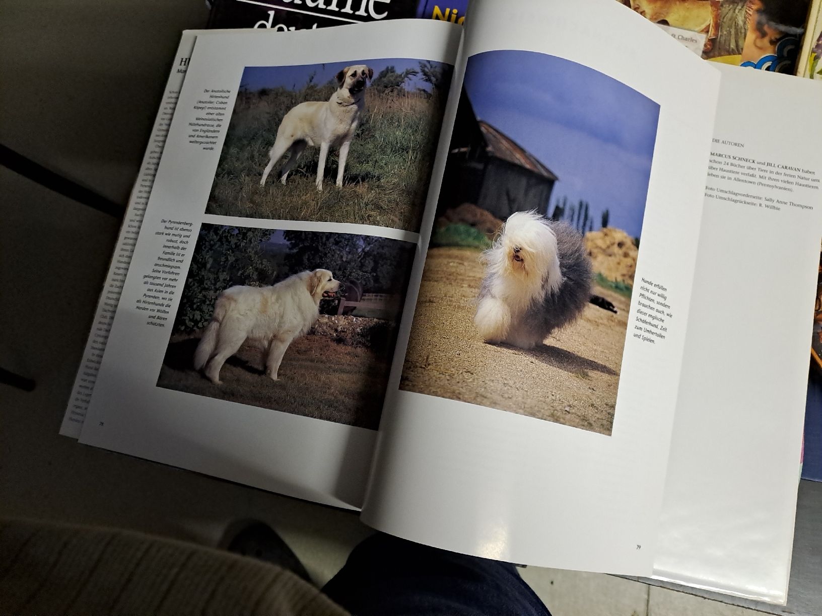 Libri: Hunde - Bildband von Marcus Schneck – Usato da Zürich venduto da Schoebi19 7