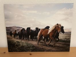 Bild Pferdeherde Island