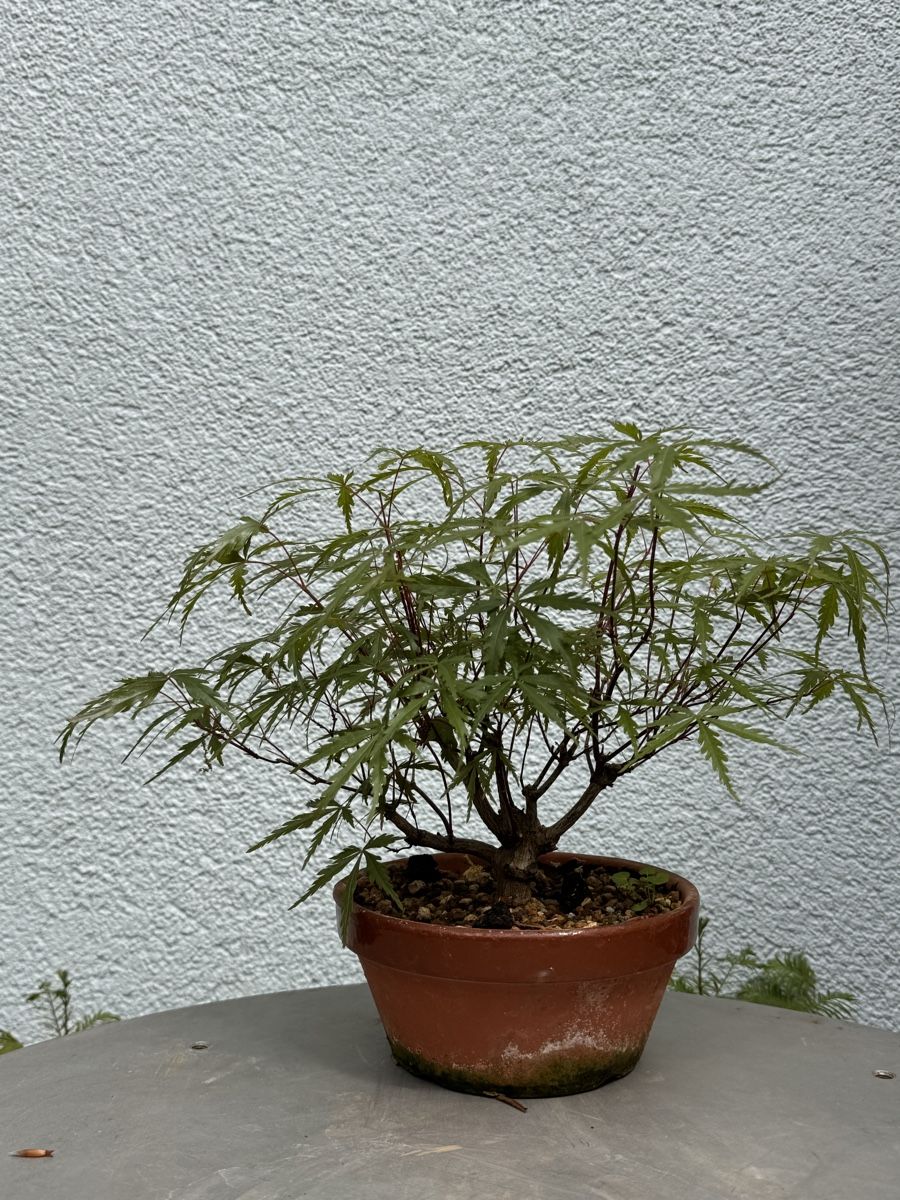 Piante & sementi: Bonsai/Ahorn – Usato da Münchwilen TG venduto da baluzi3 1