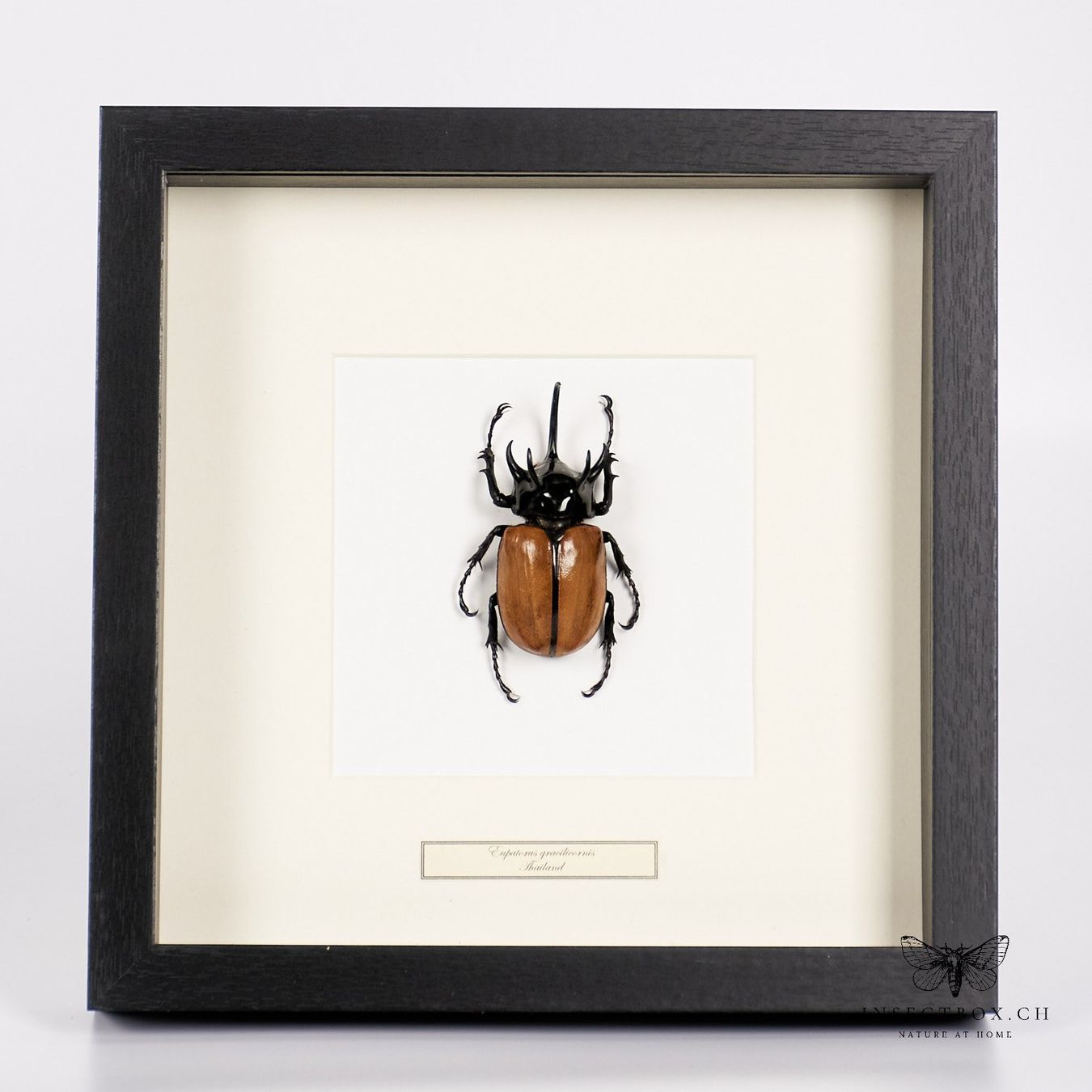 Il mondo degli animali: Nashornkäfer - eupatorus gracilicornis – Nuovo (secondo la descrizione) da Ostermundigen venduto da CarmineHome