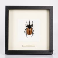 Nashornkäfer - eupatorus gracilicornis
