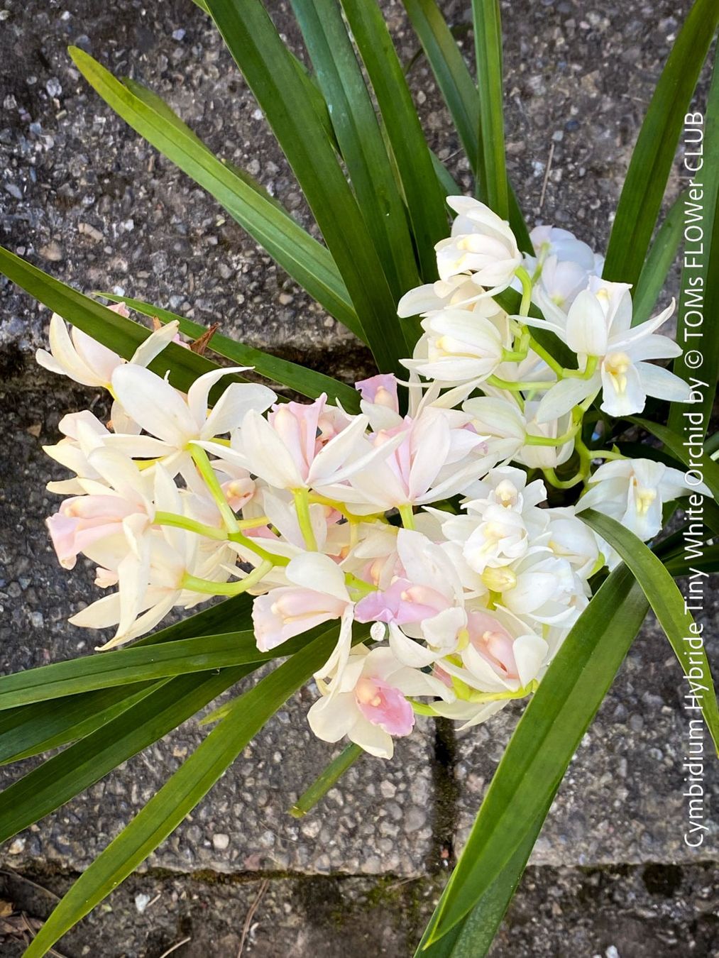 Piante & sementi: Cymbidium Hybride Tiny White Orchidee – Nuovo e nell'imballaggio originale da Adliswil venduto da astom369 5