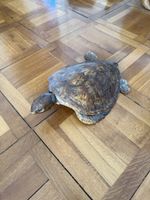 Präparierte Schildkröte guter Zustand 