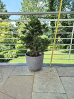 Chamaecyparis obtusa – Hinoki-Scheinzypresse (Zwergform)