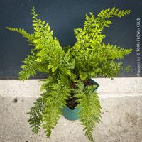 POLYSTICHUM SETIFERUM HERRENHAUSEN - WINTERGRÜNER SCHILDFARN