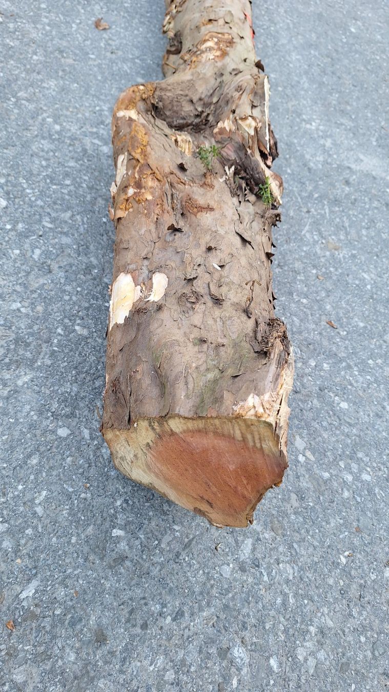 Articoli in legno: Eibe  Eibenholz Eibenstamm Holz drechseln Pfeilbogenholz – Nuovo (secondo la descrizione) da Bilten venduto da Claas10 9
