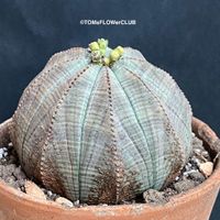Euphorbia Obesa - wie eine Stein-Skulptur