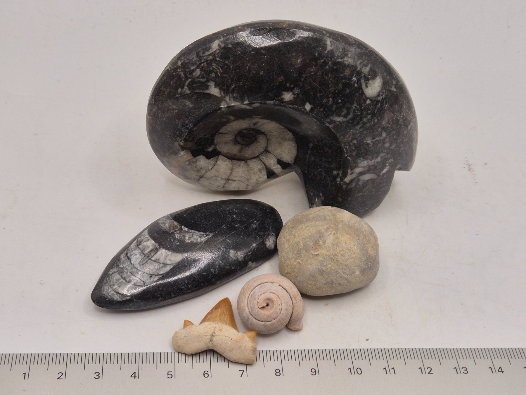 Fossili: Fossilien Set div. – Nuovo e nell'imballaggio originale da Winterthur venduto da LukasMineralienOase 1