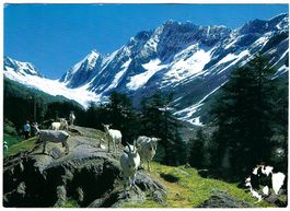 AK Guggialp ob Fafleralp im Lötschental, Wallis