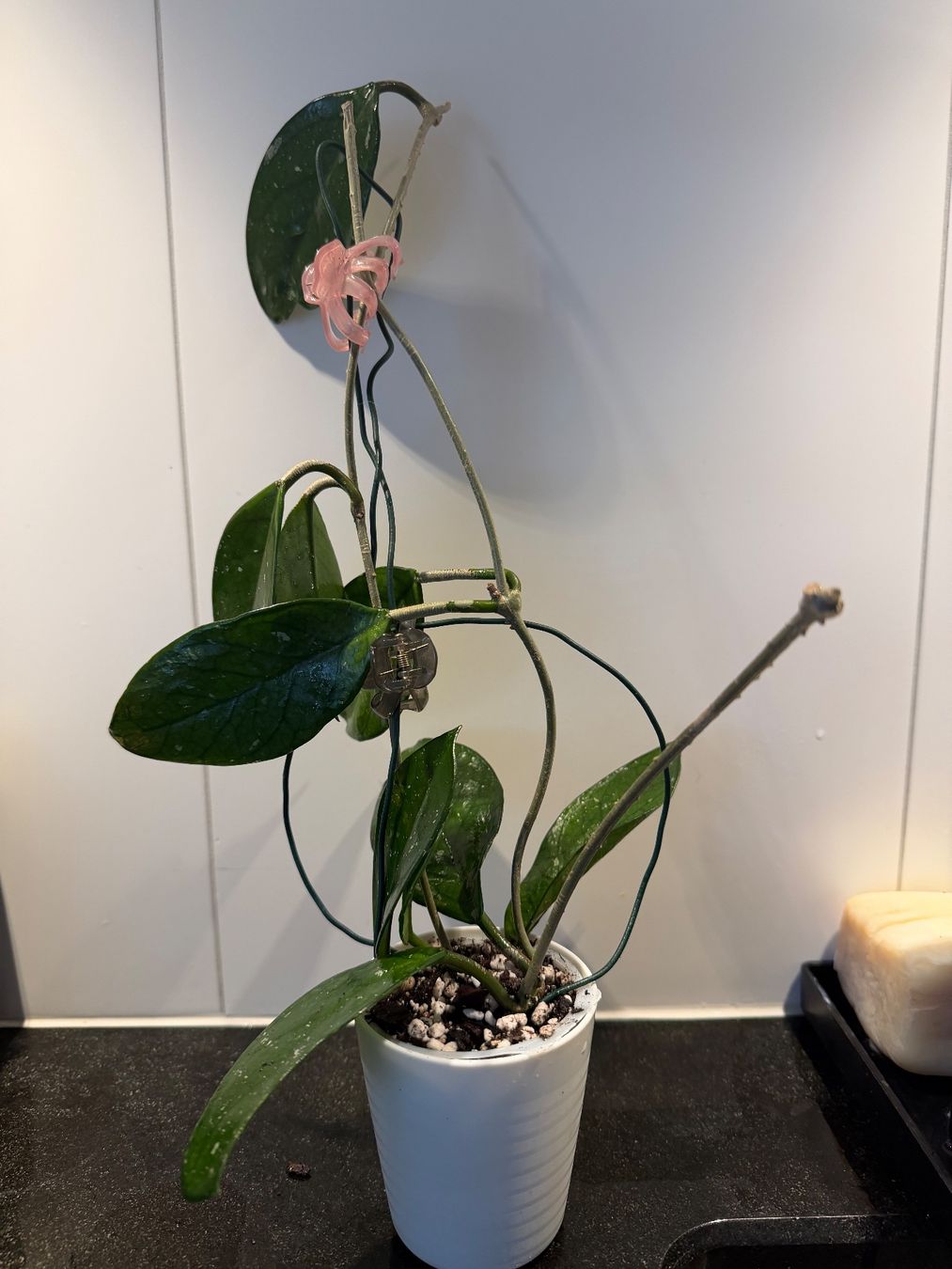 Piante & sementi: Hoya Carnosa 3 pieds – Usato da Spiez venduto da Lunelu 2