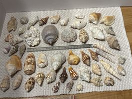 Muschel Sammlung