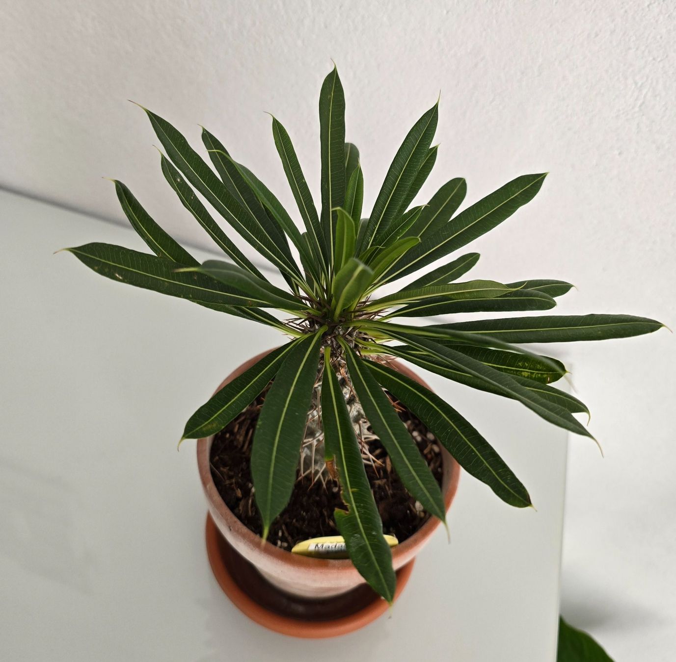 Plantes & graines: Madagaskar Palme – D'occasion à Aarburg par Glitzerzauber 4