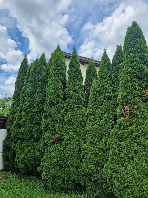 thuja einheimisch Lebensbaum Thuja occidentalis Smaragd 200-220 cm Höhe Ballenware main image 1