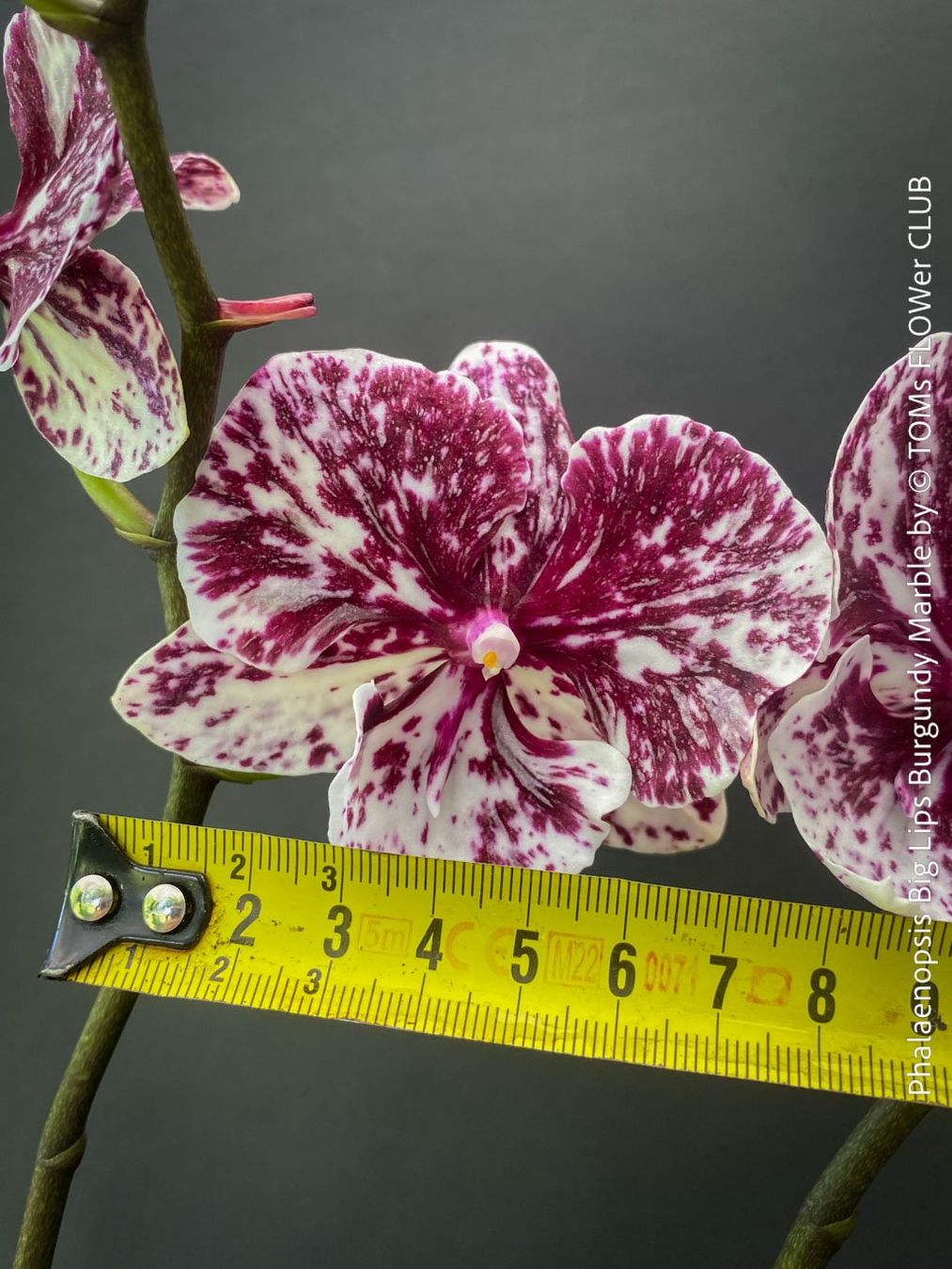 Piante & sementi: Phalaenopsis Burgundy Marble - einzigartige Blütenfarbe – Nuovo e nell'imballaggio originale da Adliswil venduto da TAKEYOURPLANT 4