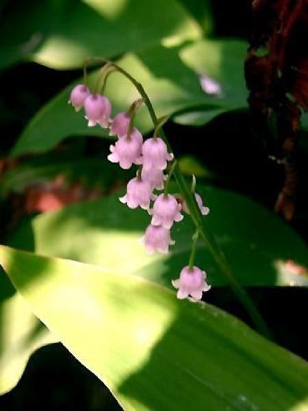 Piante & sementi: Muguet rose 2 PLANTS – Nuovo (secondo la descrizione) da Bremblens venduto da FIBONACCI369