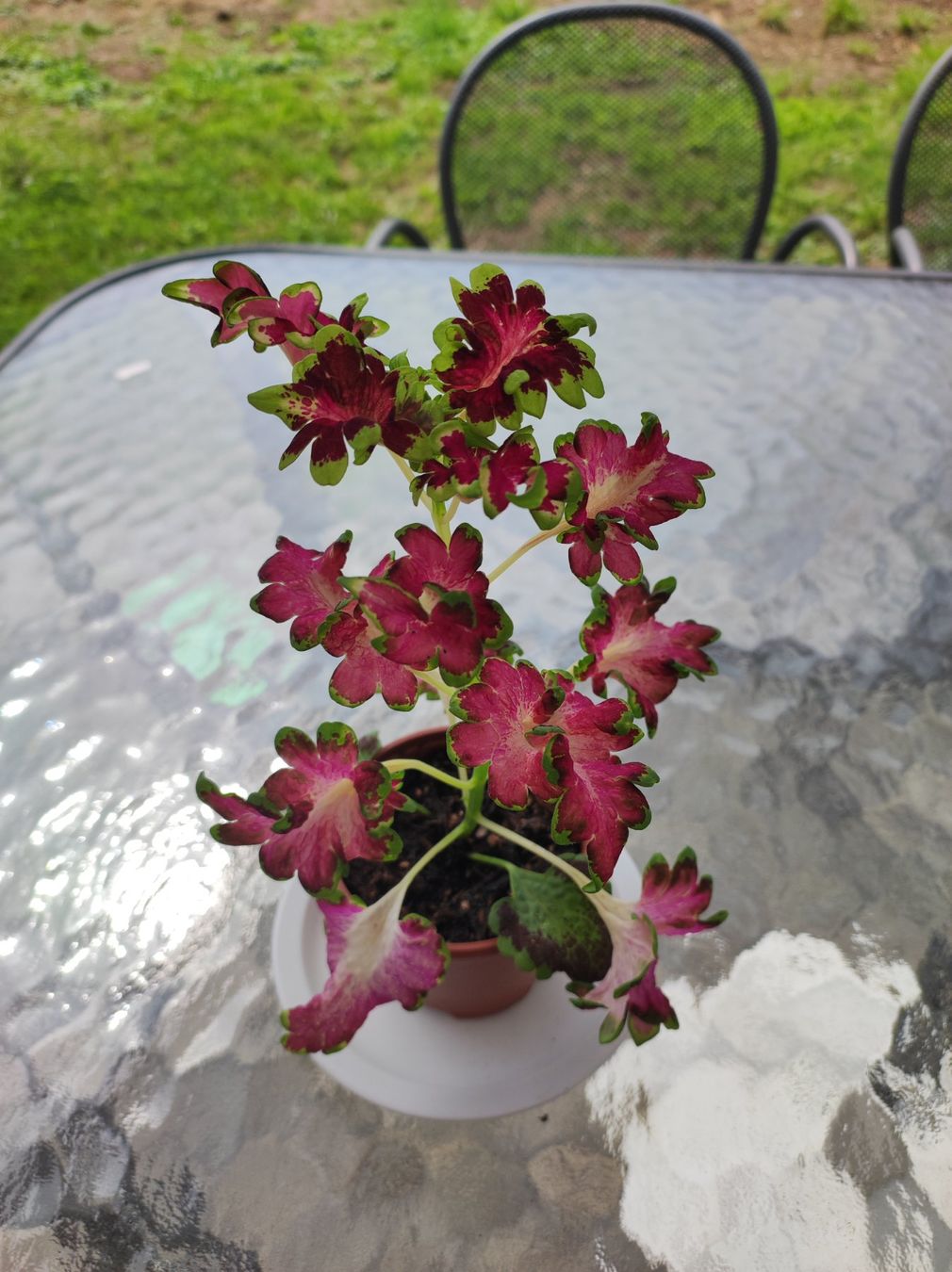 Plantes & graines: Coleus – D'occasion à Hasliberg Hohfluh par eva_9895 1