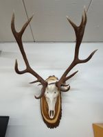 Rotwildhirsch ( ungerade 14er)