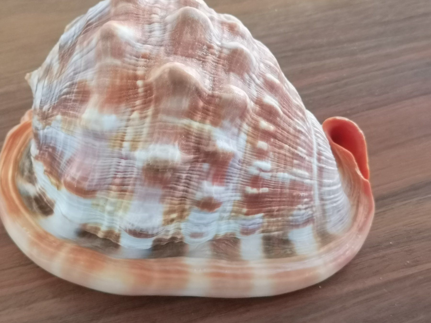 Fossili: Cassis Rufa Cassis Cornuta - Schnecke Sea Shell 14x10cm Cebu – Usato da Kloten venduto da Asiatica
