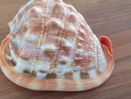 Cassis Rufa Cassis Cornuta - Schnecke Sea Shell 14x10cm Cebu