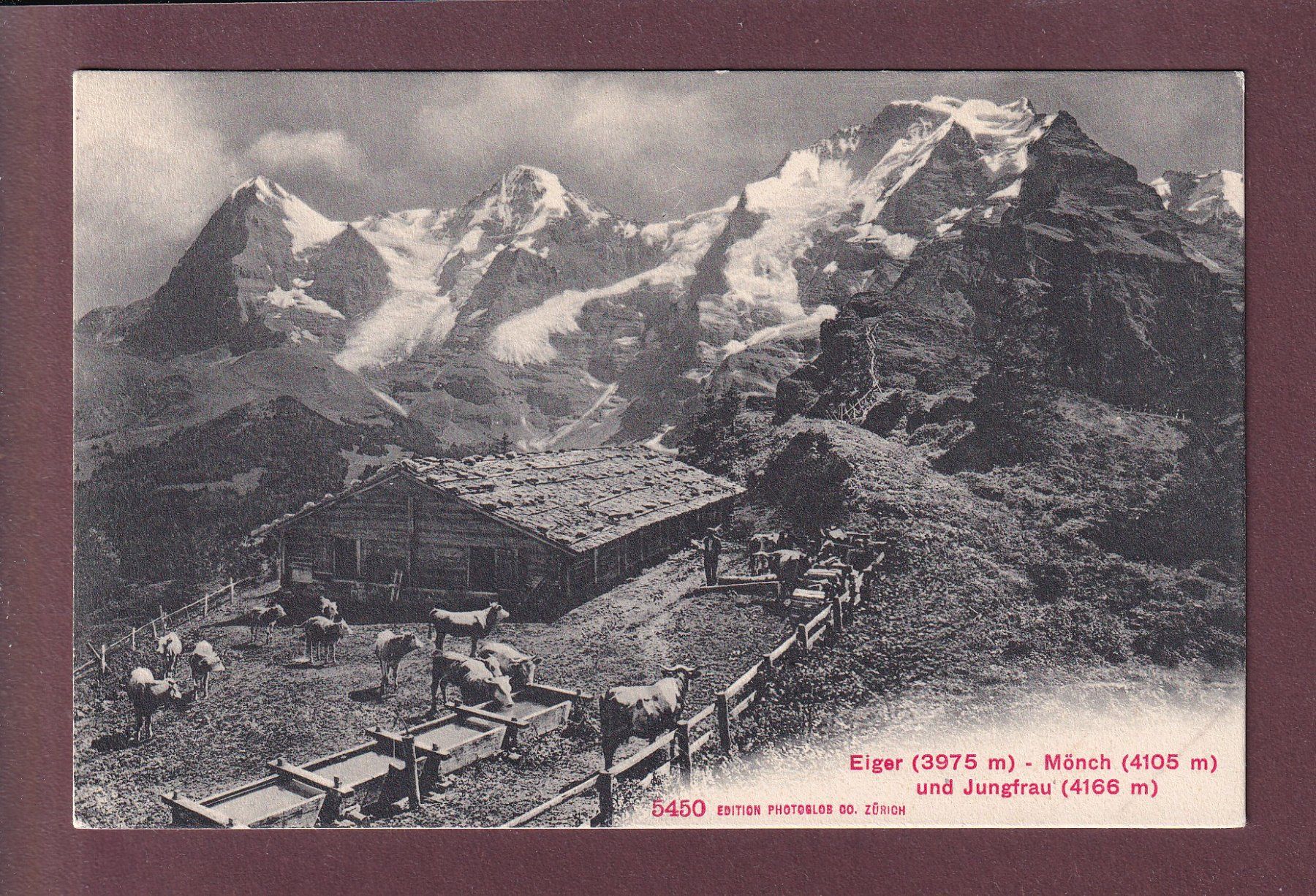 Cartoline postali: EIGER - MÖNCH - JUNGFRAU - Kühe – Usato da Pully venduto da nicecards