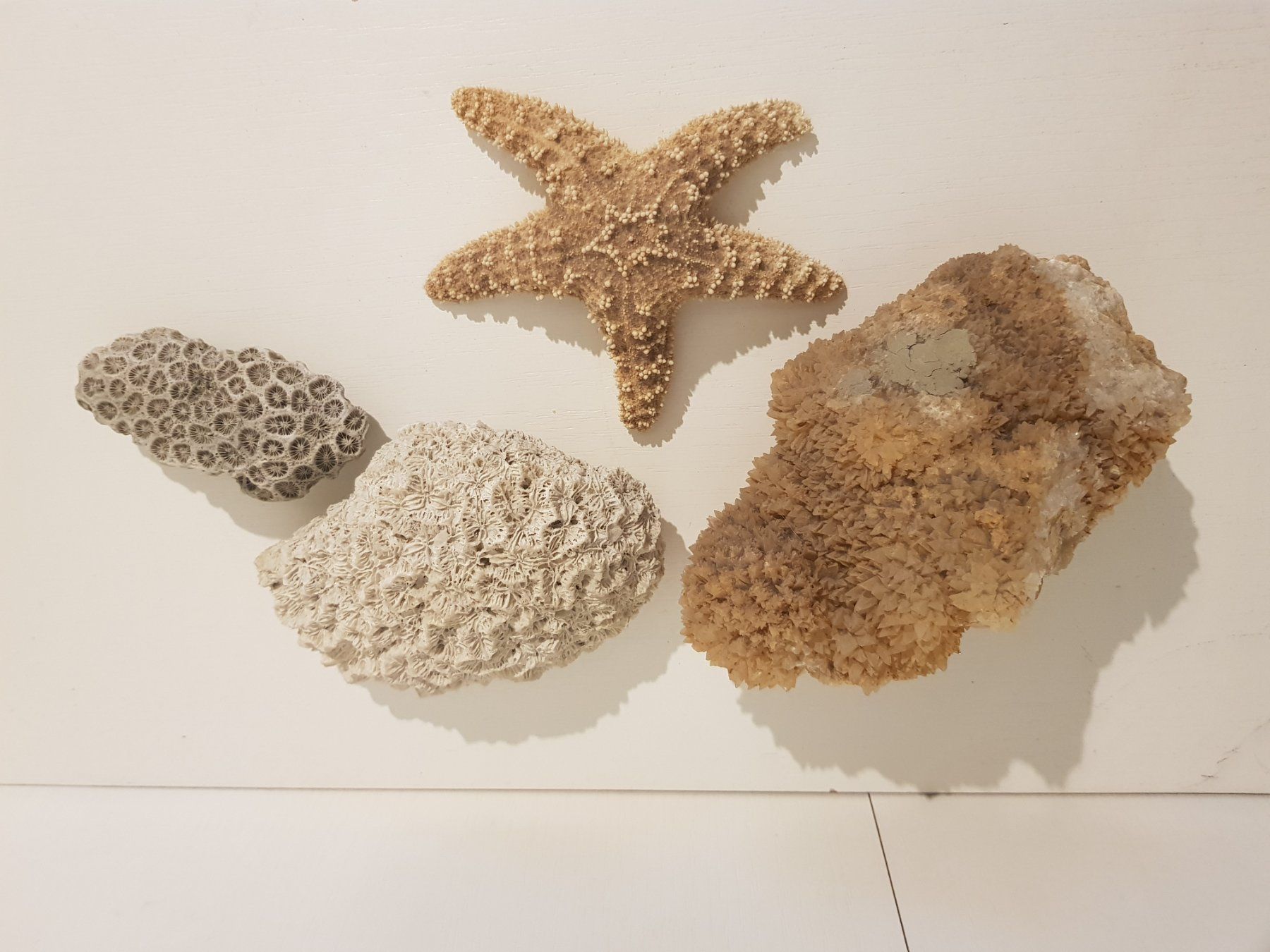 Tutte le decorazioni: Dekorative Korallen, Seesterne – Usato da Münchenstein venduto da tsp01 4